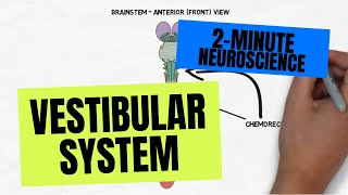 2Minute Neuroscience Vestibular System [upl. by Favrot483]