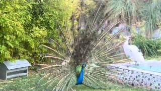 Pavo real abriendo la cola [upl. by Denna825]