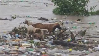 HURRICANE BERYL POOR DOGS A WASH WEH FLOODING NOW SANDY GULLY JAMAICA DANCEHALL PARTYS LIVE [upl. by Lauder16]