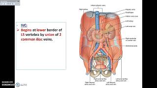 Overview of Abdomen 6  Vessels of Posterior Abdominal Wall  Dr Ahmed Farid [upl. by Oniratac276]