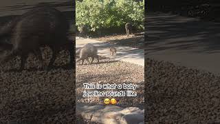 Ever wonder what a baby javelina sounds like shorts wildlife animals sweet arizona [upl. by Nylrehs]