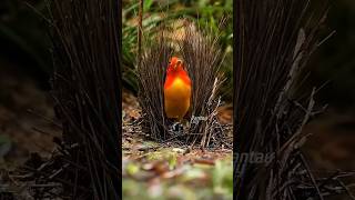 Unique facts about bowerbirds [upl. by Mella]