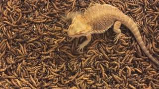 2000 Superworm unboxingBearded dragon feeding frenzy [upl. by Maker976]