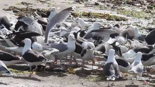 Larus marinus [upl. by Glenna]