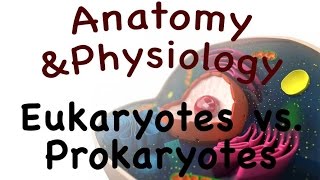 Cell Biology For Anatomy and Physiology  Eukaryotes vs Prokaryotes 0302 [upl. by Graeme]