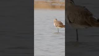 Black tailed Godwit from Velavadar [upl. by Sitruc]