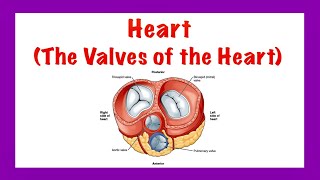 Heart The Valves of the Heart Thorax [upl. by Htebazileharas870]