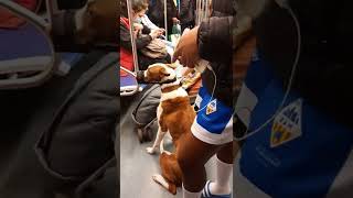 Behave Dog in The Train 🐕 doginthetrain dogandbabyinthetrain [upl. by Affay]