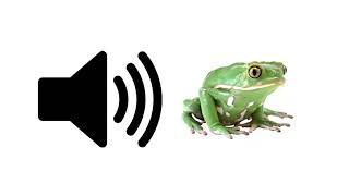 Frog Croaking  Sound Effect  ProSounds [upl. by Haydon]