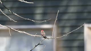 Vermilion Flycatcher 7502 [upl. by Puto]