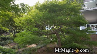 GERMAINE’S GYRATION JAPANESE MAPLE  JAPANESE MAPLES EPISODE 27 [upl. by Ambler]