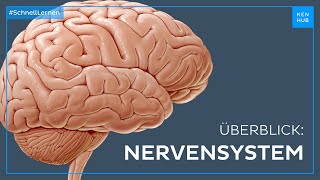 Nervensystem Aufbau und Funktion  Neuroanatomie einfach erklärt  Kenhub [upl. by Treblihp]