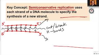 181 Ch14 DNA semiconservative replication [upl. by Rayham]