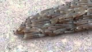 Fungus gnat larvae snake crossing the sidewalk [upl. by Ardnu]