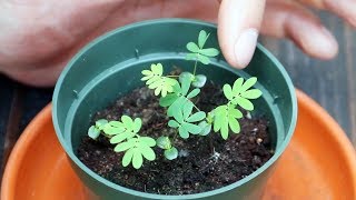 Mimosa Pudica Shy Plant Moves When You Touch It  Full Grow Guide [upl. by Acsicnarf]