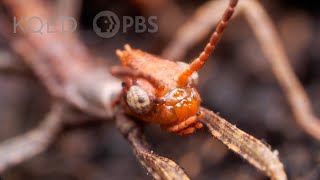 Australian Walking Stick Insects Are Three Times Weirder Than You Think  Deep Look [upl. by Aneg939]