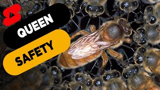 Beekeeping101 Queen Bee Safety Shorts [upl. by Ytsur]