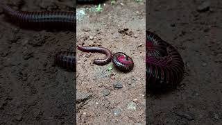 Why millipedes walk fast😰😱 arthropods millipede scary shorts [upl. by Amej524]