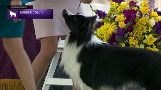 Border Collies  Breed Judging 2023 [upl. by Renat]