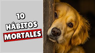 10 HÁBITOS que MATAN lentamente a tu PERRO Sorprendente [upl. by Gaylene642]