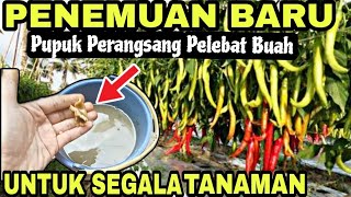 Cukup Pakai Bahan ini Saja  Pupuk Super Organik Pelebat Bunga dan Buah Semua Tanaman [upl. by Middle]