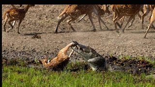 Terrifying Crocodile Attack Caught on Camera at The Watering Hole shorts [upl. by Munt695]