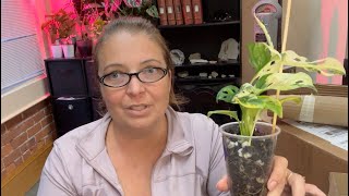 Plant Unboxing Monstera Adonsonii Archipelago Ghost amp Epipremnum Pinnatum Albo [upl. by Yhtomot]