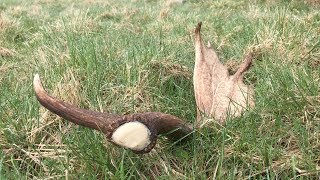 Shed Hunting 2018  Fallow Deer Sheds in Sweden [upl. by Toscano212]