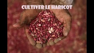 Investir dans la culture du haricot rouge [upl. by Atsyrt]