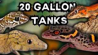 7 Best Geckos for 20Gallon Tanks [upl. by Aicekal]