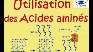 Applications Acides Aminés dans lindustrie Cosmétique Agroalimentaire [upl. by Lawler401]