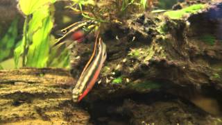 Kribensis cichlid protecting their fry Pelvicachromis pulcher [upl. by Ayouqat]