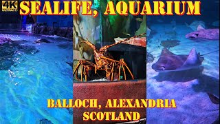 SEA LIFE Loch Lomond Aquarium Centre Balloch Alexandria Scotland [upl. by Caraviello]