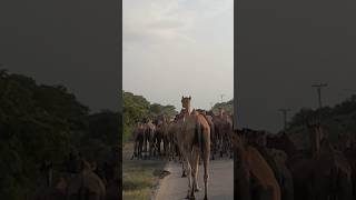 More long camel in my area area virlashort logic [upl. by Scotney]