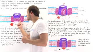 VoltageGated Ion Channels [upl. by Groves982]