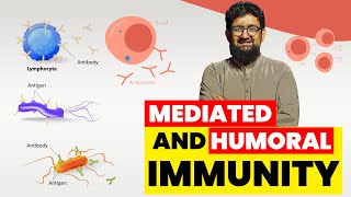 Cell Mediated and Humoral Immunity [upl. by Marleen]