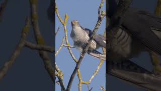 LE CHANT DU COUCOU GRIS  COMMON CUCKOO SINGING [upl. by Cir]