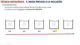 Técnica histológica 4 [upl. by Eirised511]