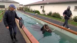 Hipposea une entreprise de balnéothérapie équine près de Lisieux [upl. by Hardunn]