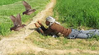 Amazing art of quails hunting  Primitive hunting using net  Raptors Today [upl. by Namara]