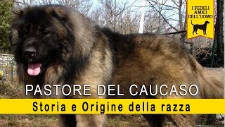 Pastore del Caucaso  Storia e Origine della razza [upl. by Lizette]