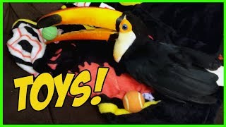 Rescued Toucan Discovers Toys for the First Time [upl. by Anirbus]