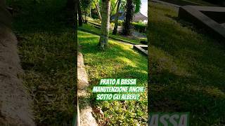 Prato di GRAMIGNONE 🌿🟢 bassa manutenzione anche in mezzombra garden gardenideas gardendesign [upl. by Josie]