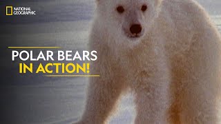 Polar Bears in Action  Built For The Kill  Full Episode  S4E2  Nat Geo Wild [upl. by Nylyahs]