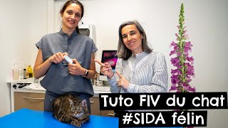 Tuto FIV du chat SIDA félin 🐱 [upl. by Christel]