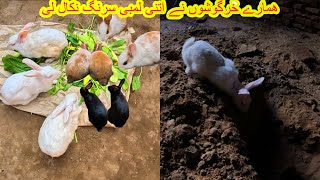 Hamary Rabbits Ny Itni Lambi Surong Nekaal De [upl. by Devehcoy]