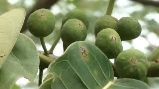 FIGUEIRA BRAVA FICUS INSIPIDA MATAPAU WILD FIG FIGUEIRA BRANCA GAMELEIRA QUAXINDUBA APUÍ [upl. by Zelig]