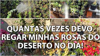 ✔️COMO REGAR SUAS ROSAS DO DESERTO CORRETAMENTE [upl. by Rianna]