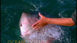 Man Pets a Great White Shark from the side of a Boat [upl. by Avehs389]