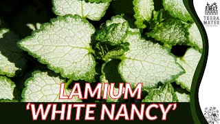 🌿 WHITE NANCY LAMIUM  A MustWatch Marvel for Your Garden Lamium Maculatum [upl. by Nelyag]